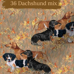 Dog Breeds romper with rolled cuffs 0-4 years